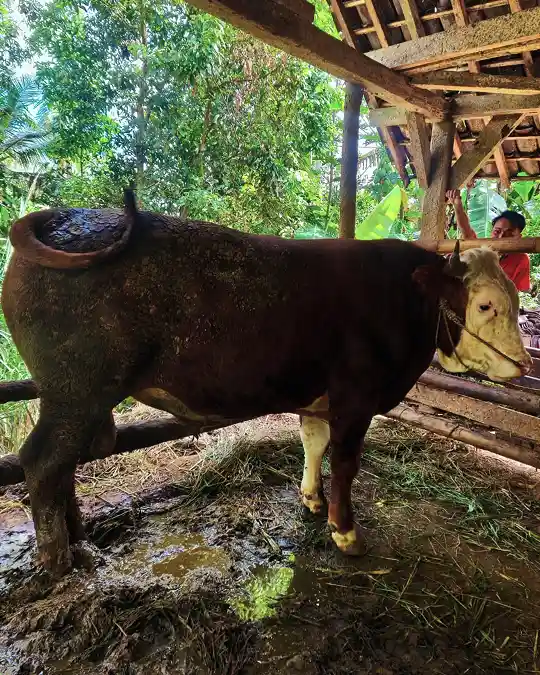 Sapi PO Kelas Premium